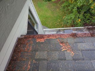 Gutter guards